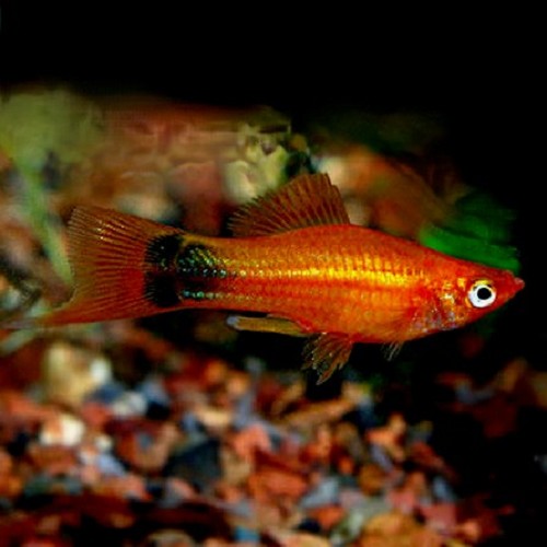 Xiphophorus helleri - Streifenschwertträger rot Mickey mouse